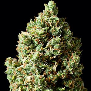 CRITICAL KUSH 5pcs feminized (Barney's Farm)