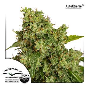 AUTOXTREME ® 3 pcs autoflower (Dutch Passion)