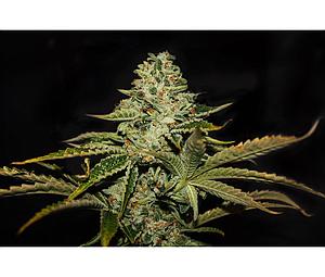 DARKSTAR 5pcs feminized (T.H. Seeds)