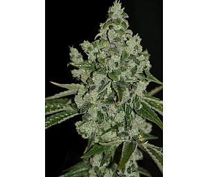 ULTRASOUR 5pcs feminized (T.H. Seeds)