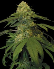 HOLY GRAIL KUSH 6pcs feminized (DNA Genetics)