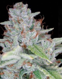 SKYWALKER KUSH 6pcs feminized (DNA Genetics)