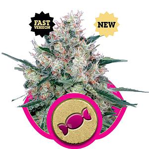 ROYAL CARAMEL 5pcs feminized (Royal Queen Seeds)