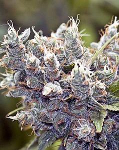 BUBBLEGUMMER 10pcs feminized (Female Seeds)