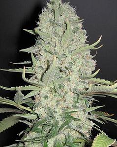 WHITE WIDOW X BIG BUD 4pcs feminized (Female Seeds)