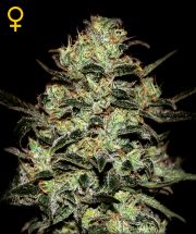 MOBY DICK 3pcs feminized (Green House Seeds)