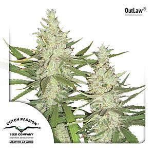 OUTLAW ® 10pcs feminized (Dutch Passion)