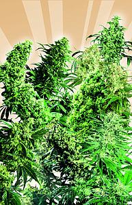 INDOOR MIX ® 25pcs feminized (Sensi Seeds)