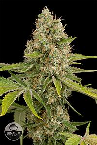 OG KUSH 3pcs feminized (Dinafem)