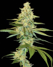 CANNALOPE KUSH 6pcs feminized (DNA Genetics)