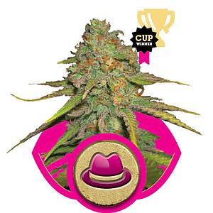 O.G. KUSH 3pcs feminized (Royal Queen Seeds)