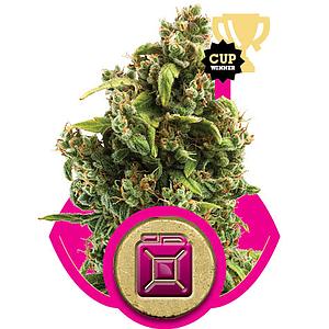 SOUR DIESEL 1pc feminized (Royal Queen Seeds)