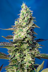 GREEN POISON 5pcs autoflower (Sweet Seeds)