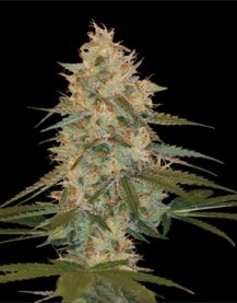 CHOCOLOPE KUSH 3pcs feminized (DNA Genetics)