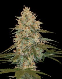 CHOCOLOPE KUSH 3pcs feminized (DNA Genetics)