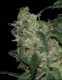 LA CANNALOPE 3pcs feminized (DNA Genetics)