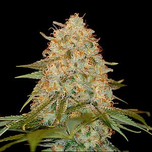 LA CHOCOLAT 3pcs feminized (DNA Genetics)