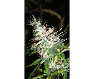 LA WOMAN 3pcs feminized (DNA Genetics)