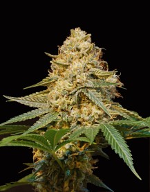 SILVER LA 3pcs feminized (DNA Genetics)