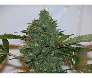 SILVER BUBBLE 3pcs feminized (DNA Genetics Riserva Privada)