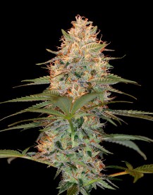 SILVER KUSH 3pcs feminized (DNA Genetics Riserva Privada)