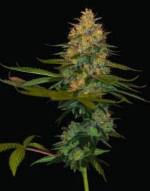 EXODUS KUSH 6pcs feminized (DNA Genetics)