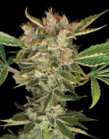 MARTIAN KUSH 6pcs feminized (DNA Genetics)