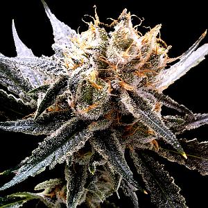 SOUR TANGIE 6pcs feminized (DNA Genetics Riserva Privada)