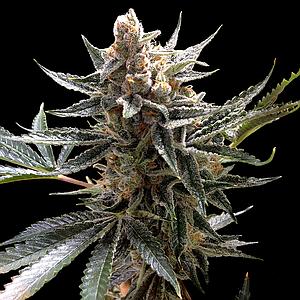 THE OG #18 6pcs feminized (DNA Genetics Riserva Privada)