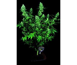 ELECTRIC LEMON G 5pcs regular (T.H. Seeds)