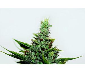 AKORN 5pcs feminized (T.H. Seeds)