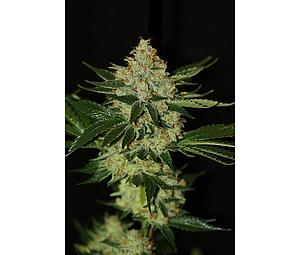 UNDERDAWG 5pcs feminized (T.H. Seeds)