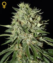 THE DOCTOR 3pcs feminized (Green House Seeds)