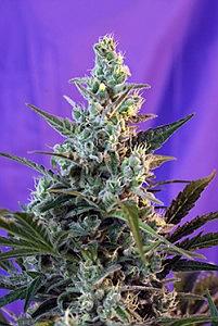 SWEET SKUNK 10 pcs autoflower (Sweet Seeds)