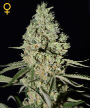 SUPER CRITICAL 5pcs feminized (Green House Seeds)