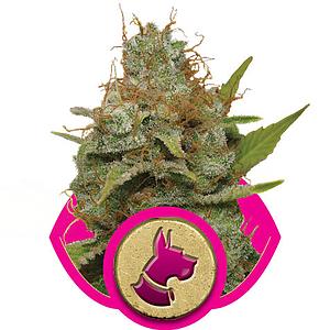 HAZE BERRY 5pcs feminized (Royal Queen Seeds)