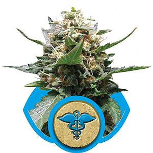 ROYAL MEDIC 3pcs feminized (Royal Queen Seeds)