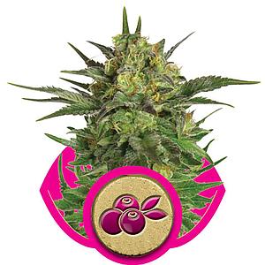 SOUR DIESEL feminized (Royal Queen Seeds)