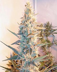 OUTDOOR GRAPEFRUIT 4pcs feminized (Female Seeds)