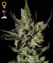 EXODUS CHEESE 3pcs feminized (Green House Seeds) 