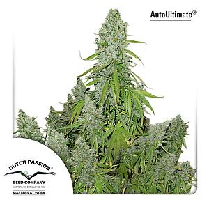 AUTOULTIMATE ® 3pcs autoflower (Dutch Passion)