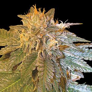 LA CONFIDENTIAL 3pcs feminized (DNA Genetics)