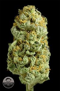 CRITICAL CHEESE 5pcs feminized (Dinafem)