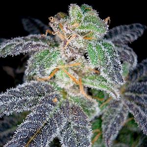 PURPLE OG #18 3pcs feminized (DNA Genetics Reserva Privada)