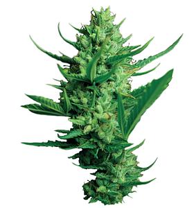 NIGHT QUEEN 5pcs feminized (Dutch Passion)