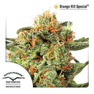 ORANGE HILL SPECIAL ® 10pcs feminized (Dutch Passion)