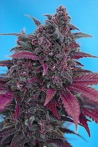 DARK DEVIL AUTO 3pcs autoflower (Sweet Seeds)