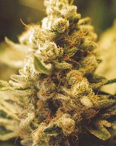 LEMON KUSH 10pcs feminized (Female Seeds)