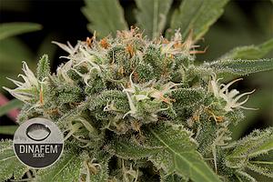 STRAWBERRY AMNESIA 10pcs feminized (Dinafem)