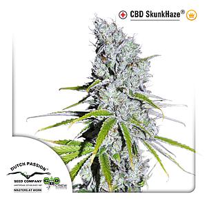 CBD SKUNKHAZE 3pcs feminized (Dutch Passion)